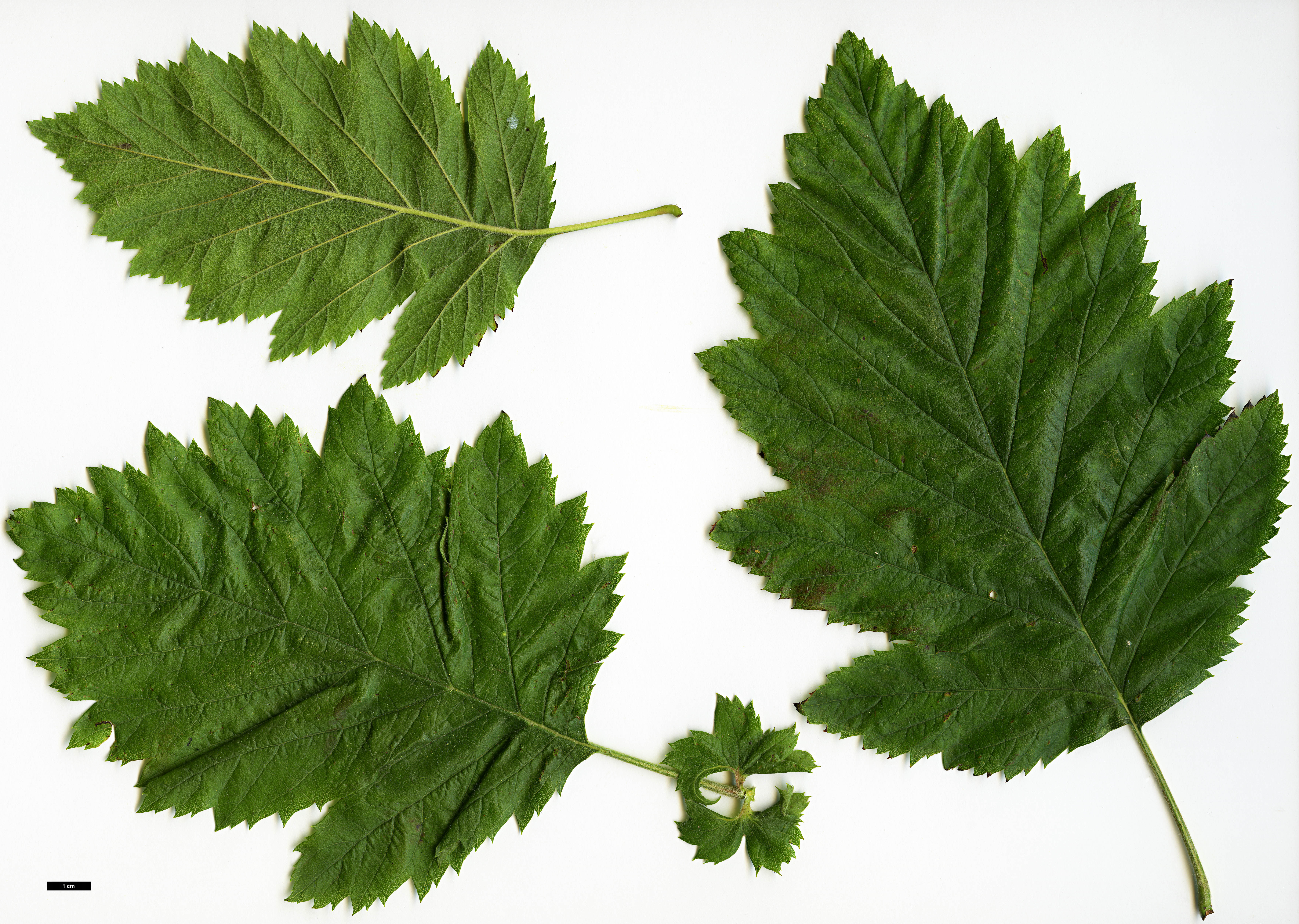 High resolution image: Family: Rosaceae - Genus: Crataegus - Taxon: texana